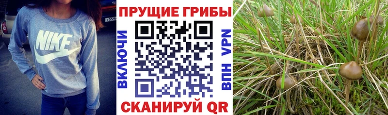 Галлюциногенные грибы Magic Shrooms  наркошоп  Мышкин 